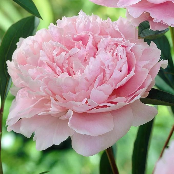 Peony Flower Seeds for Planting - 1000 Heirloom Flower Seeds for Planting Beautiful Pink Ruffled Blooms to Attract Butterflies
