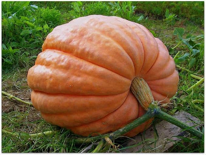 SeedsUP - 10+ Seeds Pumpkin Titan Weight 200 lbs - Vegetable Orange