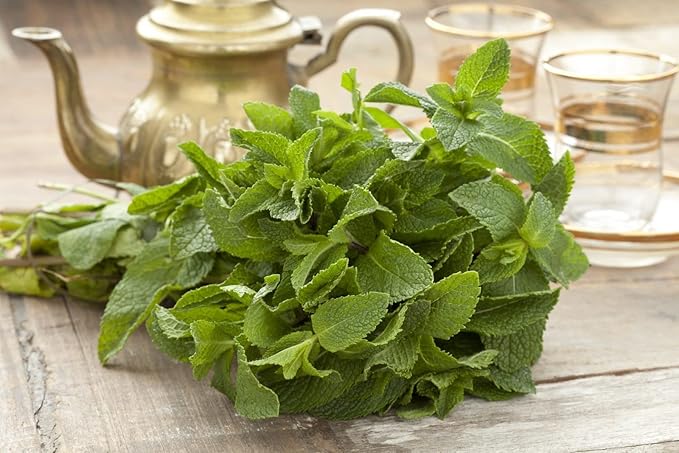 KIRA SEEDS - Seeds Peppermint Mint - Heirloom Herbs - GMO Free