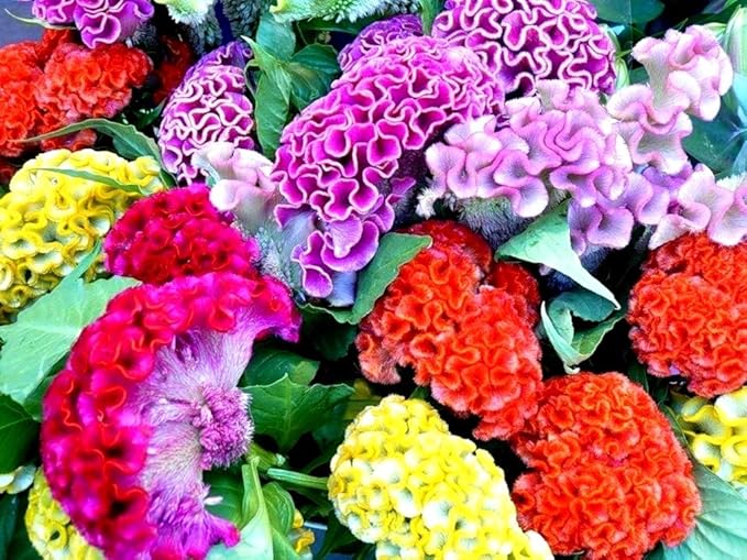 Celosia Cristata Cockscomb Seed Mix 200+ Seeds Woolflowers Mixed Colors Exotic Flowers Garden