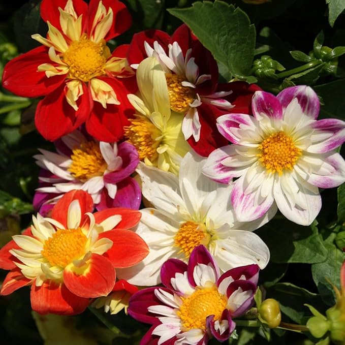 100 X Mixed Dwarf Dahila Seeds for Planting Outdoor Grow Flowers in Pots Basket Gardens Multicolor Flowers Seeds