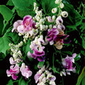 20+ Corkscrew Vine Flower Seeds for Planting Outdoors -Perennial Snail Vine Plant Fragrant Non-GMO Heirloom