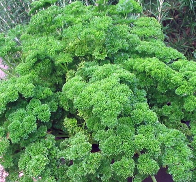Parsley Seed, Moss Curled, Heirloom, Non GMO, 25+ Seeds, Parsley Seeds