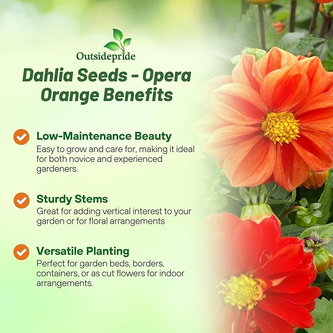 Outsidepride Opera Orange Dahlia Seeds for Planting - 200 Pcs Annual, Easy to Grow, Season-Long Flower Seeds with Colorful Blooms for Containers, Pots, Borders, & Gardens, Suitable as Cut Flower