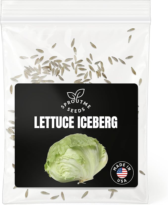 Fall & Winter Lettuce Iceberg Seeds for Indoor & Outdoor Planting – 500+ Non-GMO Heirloom Crisp Head Lettuce, High Germination (Lactuca Sativa)