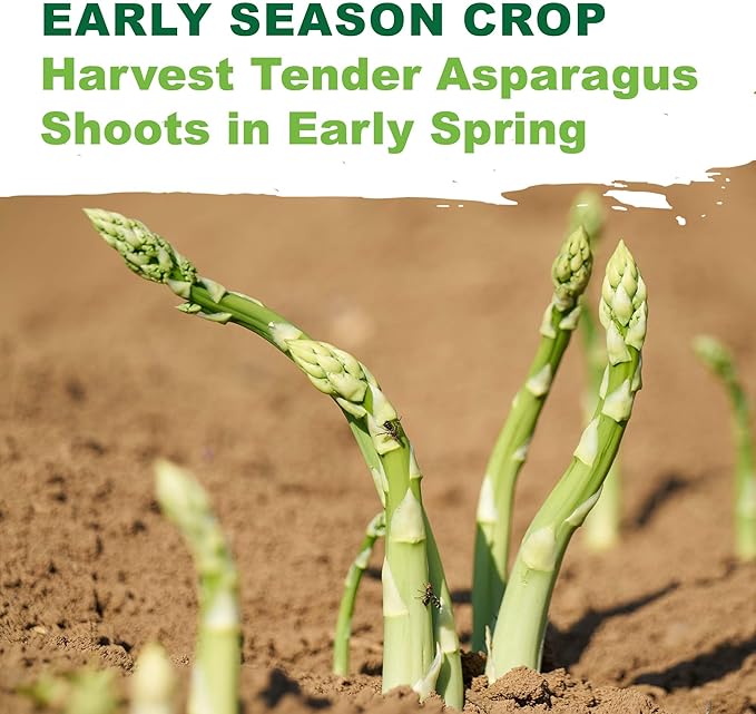 TKE Farms & Gardens - Mary Washington Asparagus Seeds for Planting, 85+ Heirloom Non-GMO Seeds, Tender Perennial Stalks with Rich Flavor, Perfect for Spring Gardens, Includes Growing Instructions
