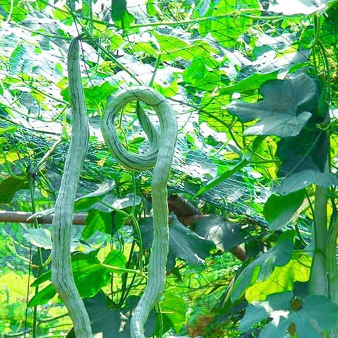 20+ Long Snake Gourd Seeds White Green for Planting,Serpent Gourd Seeds Exotic Non-GMO Heirloom,Tropical Vegetable Seed Climbing Fast Growing for Home Outdoor
