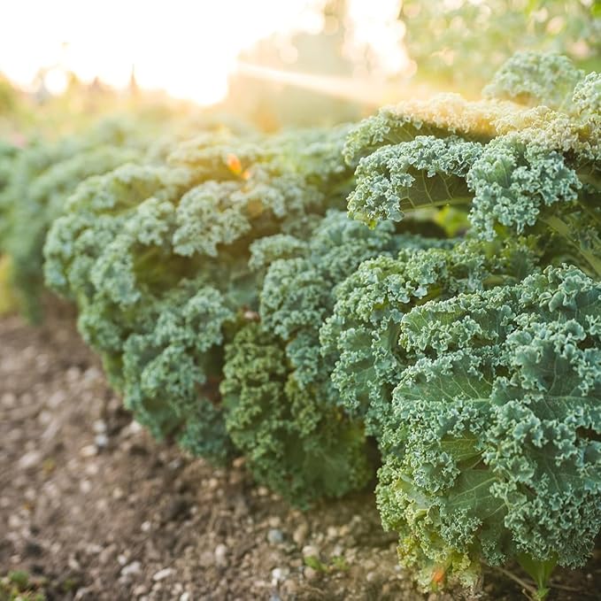 Dwarf Siberian Kale Seeds for Planting – Plant & Grow Heirloom Non-GMO Dwarf Siberian Kale in Home Outdoor Vegetable Garden, Brassica Napus – 3 Packets