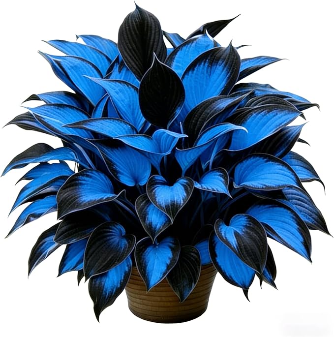 Hosta Seeds for Planting, 210+pcs Rare Perennial Hosta Flower Seeds Plants, Non-GMO Heirloom Long Blooming Plants Shaded Entry Pathway Flowers for Home Garden Outdoors