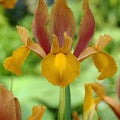 Votaniki Dutch Iris Autumn Princess Bulbs - Gorgeous Flower, Hardy Perennial for Spring Blooms | Easy to Grow, Perfect for Cutting Gardens (25 Pack)