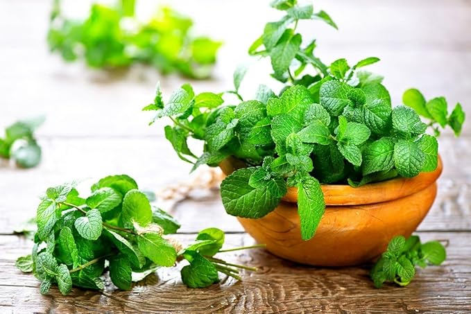 Seeds4planting - Seeds Mint (Peppermint&Spearmint) Non GMO Heirloom 1000 Seeds