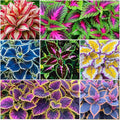 180+ Coleus Seeds - Mixed Heirloom Non-GMO Rainbow Coleus Seeds for Outdoor Gardens & Indoor Pots-Pollinator-Attracting