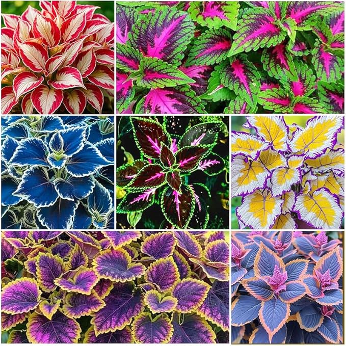 180+ Coleus Seeds - Mixed Heirloom Non-GMO Rainbow Coleus Seeds for Outdoor Gardens & Indoor Pots-Pollinator-Attracting