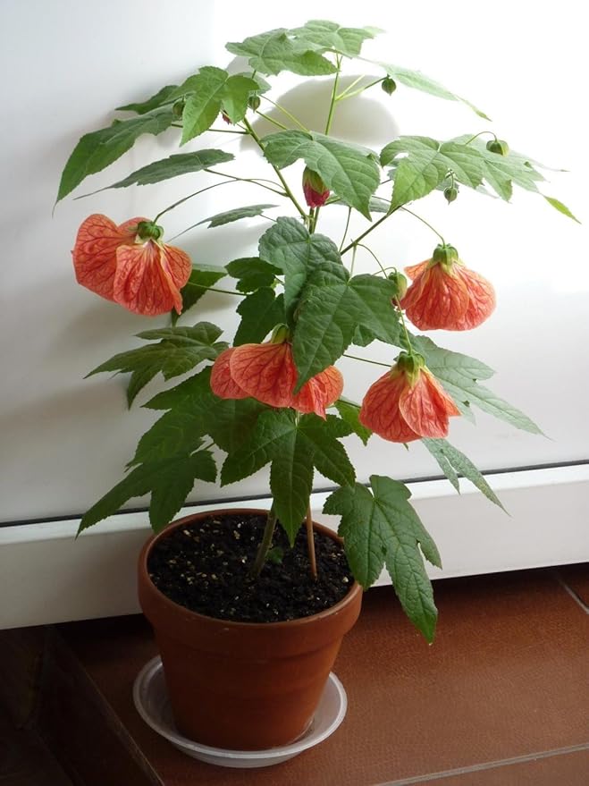 SeedsUP - 50+ Seeds Abutilon (Indian Mallow Flowering Maple) - Flower Mix