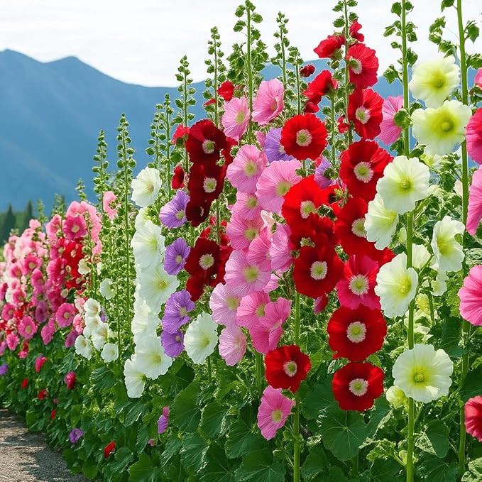 Hollyhock Seeds 3000+ Bulk Pack - Mixed-Color Perennial Blooms, Attracts Pollinators, Easy to Grow, Tall Garden Beauty - Perfect for Outdoor Landscaping, Backyard Shade, and Cottage Flower Gardens