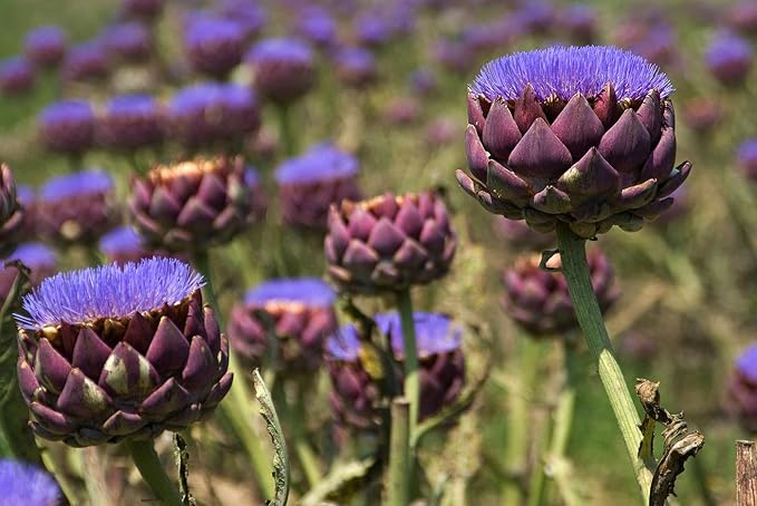 20+ Seeds Purple Artichoke Imerial Star - Vegetable Purple
