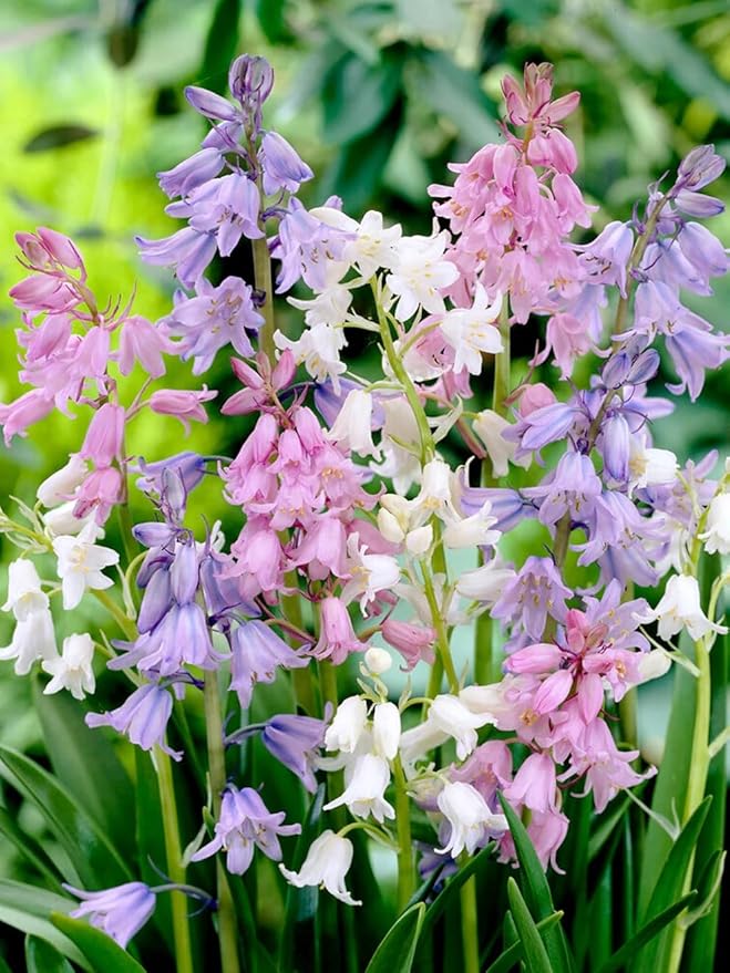 Votaniki Spanish Bluebell Mixture - Perennial Spanish Bluebells (Wood Hyacinth) Bulbs for Planting | Spring Flowering Bulbs, Bell Shaped Flowers - Easy to Grow (25 Pack)