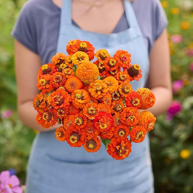 Eden Brothers Zinnia Seeds - Lilliput Orange, Non-GMO Seeds for Planting, 1 oz | Low-Maintenance Flower Seeds, Plant During Spring, Zones 3, 4, 5, 6, 7, 8, 9, 10