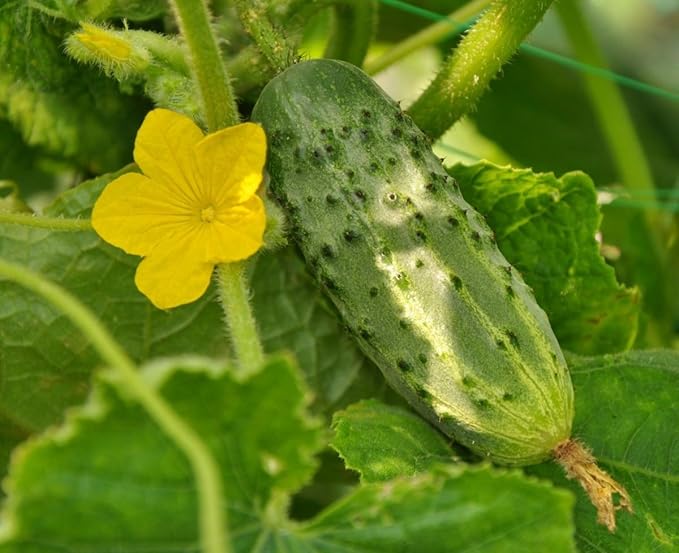 40+ Seeds Cucumber Nezhin - Vegetable Open-Pollinated