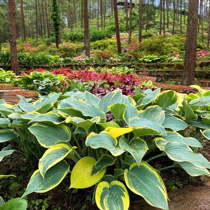 300PCS Hosta Seeds for Planting – Shade-Loving Perennial Foliage Plant – Ideal for Shady Gardens, Borders & Ground Cover Landscaping