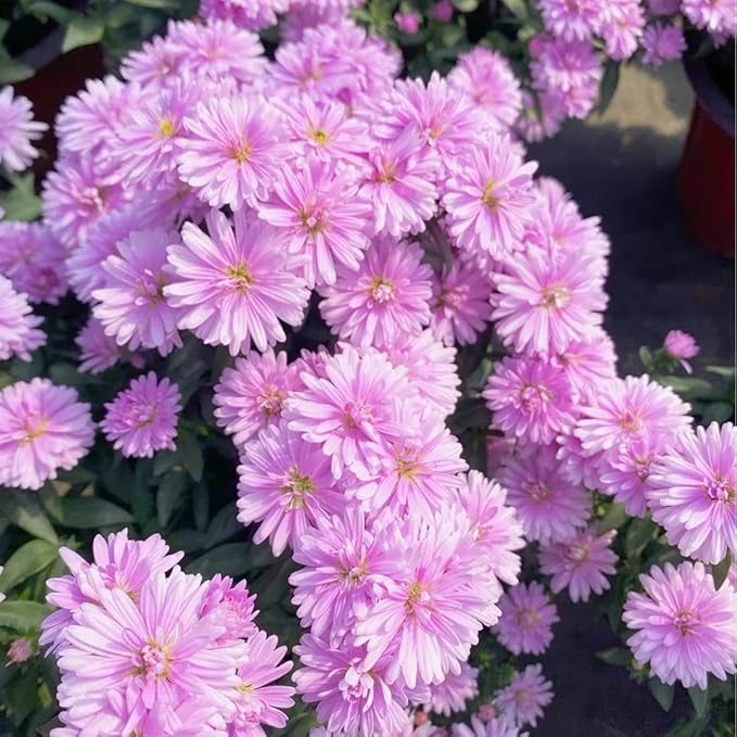 1000+ Dutch Aster Seeds for Planting - Perennial Hardy Flower, Butterfly Magnet & Pollinator Friendly, with Vibrant Blooms, Ideal for Outdoor Home Gardens & Flower Beds