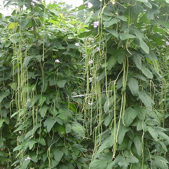 MOCCUROD 30+ Yard Long Bean Seeds Asian Vegetable Long Bean String Beans Productive USA