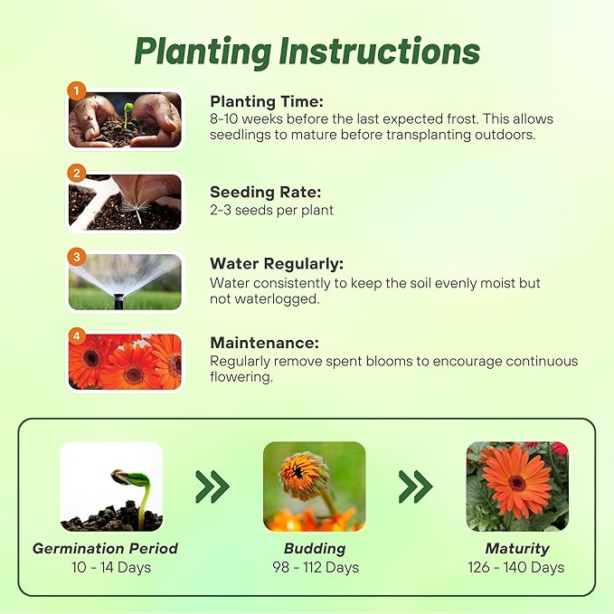 Outsidepride Pastel Orange Gerbera Seeds - 20 Pcs Perennial, Compact & Low Maintenance, Flower Seeds for Planting w/Vibrant Orange Blooms, Ideal for Garden Landscaping & Cut Flower Arrangements