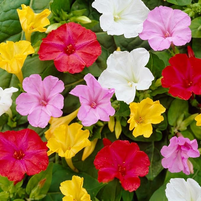 Seeds Four O'clock Mix Mirabilis - Annual Flowers for Planting