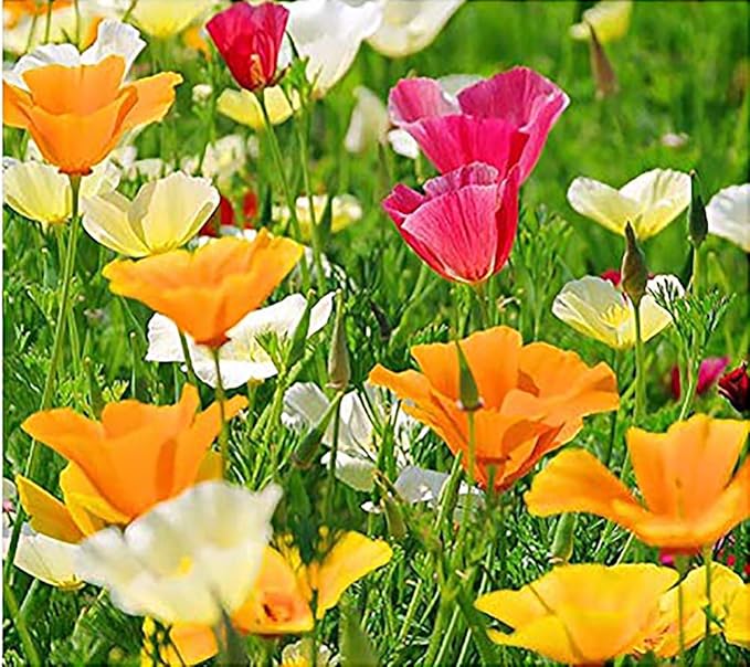 US Native Wildflower Mix - Annuals and Perennials Approx. 6500+ Seeds