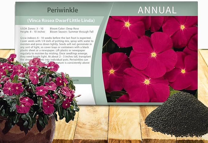 Outsidepride Rose Periwinkle Seeds for Planting – 4000 Pcs Annual, Fast-Blooming, Heat & Drought Tolerant Vinca Flower Seeds with Vibrant Colors Ideal for Gardens, Beds, Borders & Containers