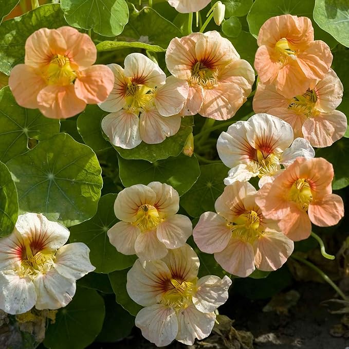 Eden Brothers Nasturtium Seeds - Tip Top Apricot