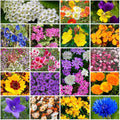 Grow Your Own Vibrant Annual and Perennial Wildflower Garden Seeds Mixture, Varieties for Pollinators and Spring Gardens - Low Growing Mix, 1/4 lb