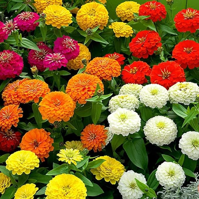 Zinnia California Giant Flower Seeds, Bulk Pack 8 Oz, 22,000+ Seeds by Seeds2Go
