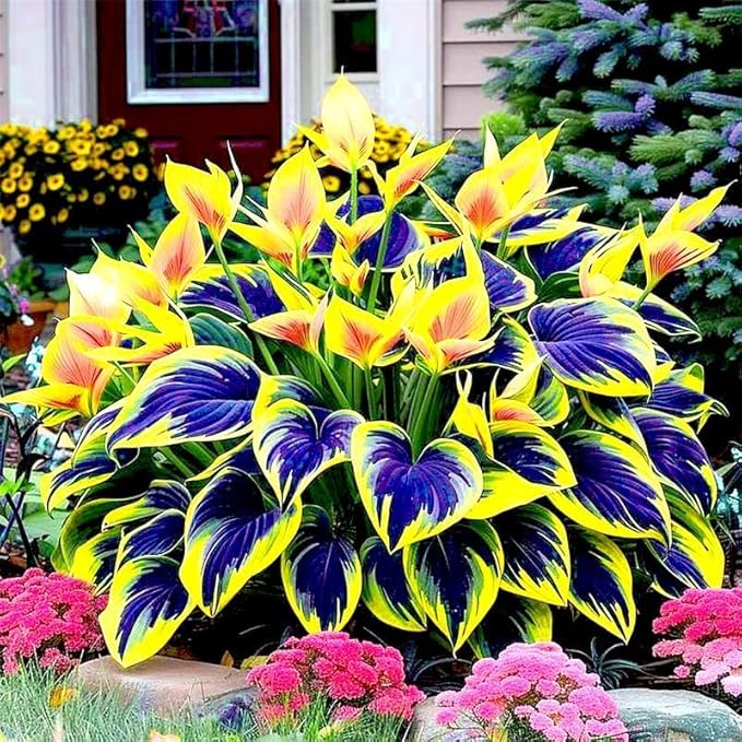 Hosta Seeds, 150 Pieces Perennial Ornamental Leaf Plant for Home Gardens, Outdoor Decoration