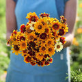 Eden Brothers Mexican Zinnia Seeds - Persian Carpet, Non-GMO Seeds for Planting, 1/4 lb | Low-Maintenance Flower Seeds, Plant During Spring, Zones 3, 4, 5, 6, 7, 8, 9, 10