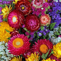 2500 Non-GMO Strawflower Seeds - Heirloom Low-Maintenance Flowers, High Germination & Pest-Resistant, Perfect for Pots