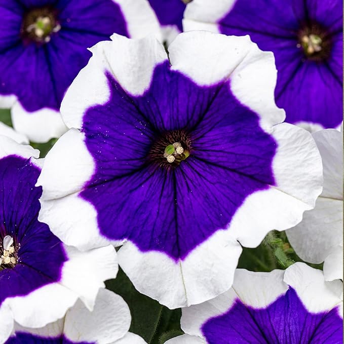 325+ Mix Petunia Flower Seeds for Planting-Petunia Hybrida Garden Flower Plant Attract Butterflies and Bees