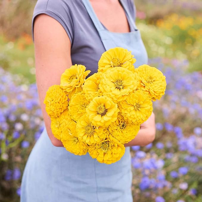 Eden Brothers Zinnia Seeds - Benary Giant Golden Yellow