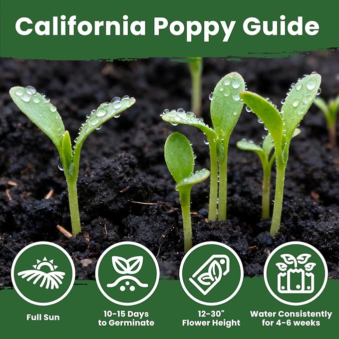 California Poppy Seeds for Planting, Red Poppy Flower Seeds, Bulk 10,000+ Seeds (0.35 oz), Easy to Grow, California State Flower for Garden
