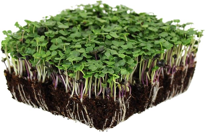 Bulk Salad Mix Microgreens Seeds – 4 Oz – Non-GMO Blend of Broccoli, Kale, Kohlrabi, Cabbage & Arugula – High-Germination for Indoor Micro Greens, Hydroponic Growing & Home Gardening