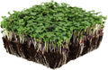 Bulk Salad Mix Microgreens Seeds – 4 Oz – Non-GMO Blend of Broccoli, Kale, Kohlrabi, Cabbage & Arugula – High-Germination for Indoor Micro Greens, Hydroponic Growing & Home Gardening