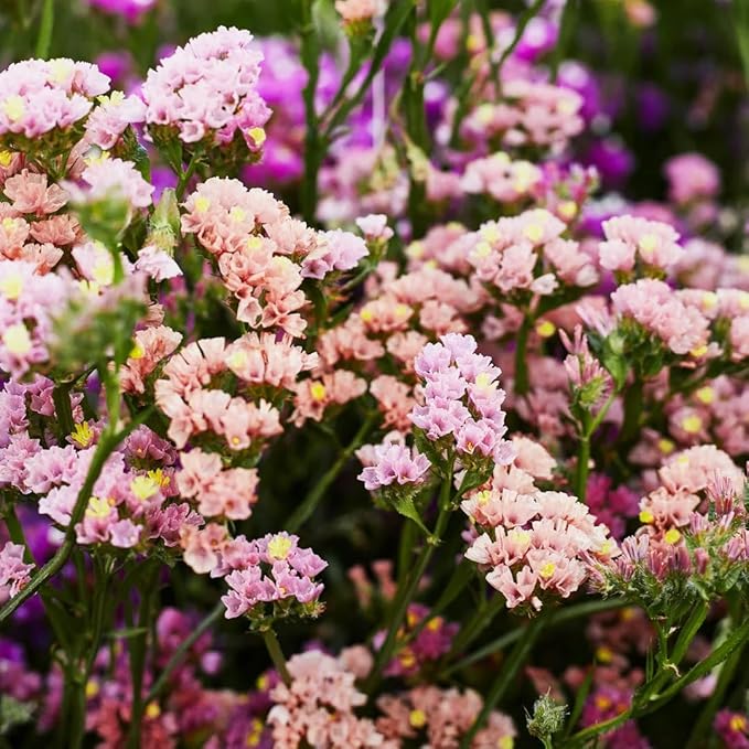100+ Seed Statice Pastel Mix for for Planting Outdoors Garden-Annual Limonium Sinuatum Cut Flower Beautiful Flowers Bloom Easy to Maintain