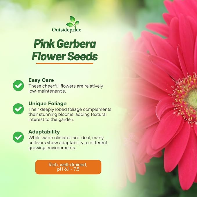 Outsidepride Pink Gerbera Seeds - 10 Pcs Perennial, Compact & Low Maintenance, Flower Seeds for Planting w/Vibrant Green Centered, Pink Blooms, Ideal for Garden Landscaping & Cut Flower Arrangements