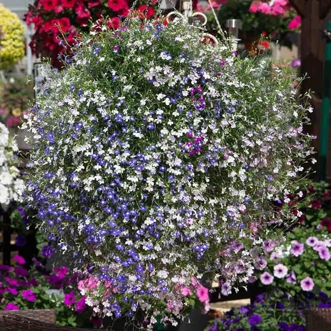 1000 X Mixed Lobelia Seeds for Planting Outdoor Grow Flowers in Pots Basket Gardens Multicolor Flowers Seeds