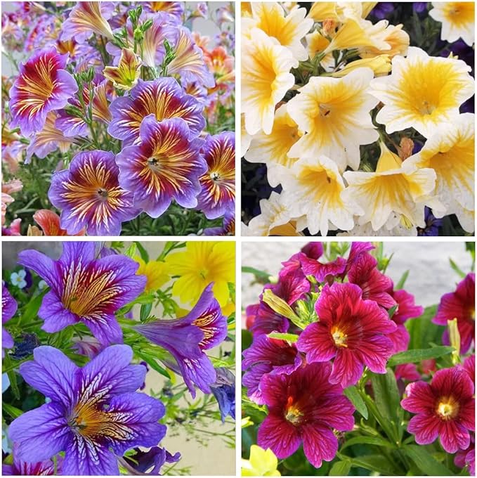 300+ Chilean Stunning Flowers Seeds for Planting Outdoor Non-GMO Heirloom