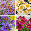 300+ Chilean Stunning Flowers Seeds for Planting Outdoor Non-GMO Heirloom