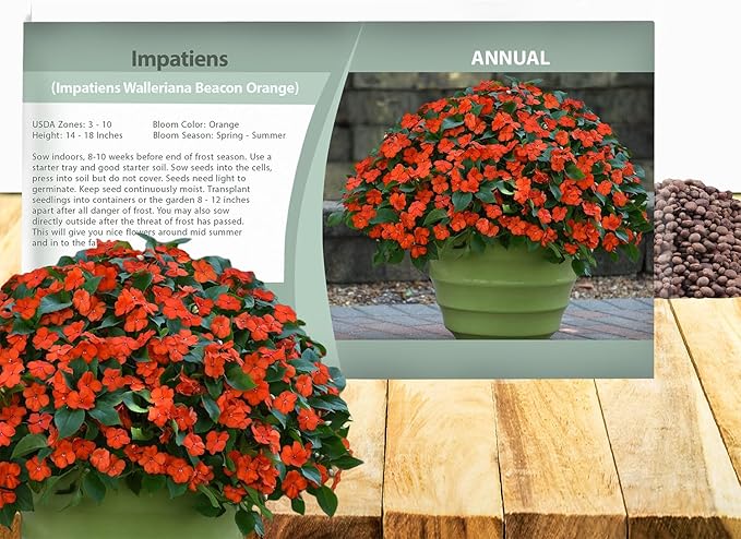 Outsidepride Beacon Orange Impatiens Flower Seeds - 25 Pcs Annual, Compact & Pollinator Friendly, Impatiens Seeds for Planting w/Vibrant, Abundant Blooms for Shade Gardens & Container Displays