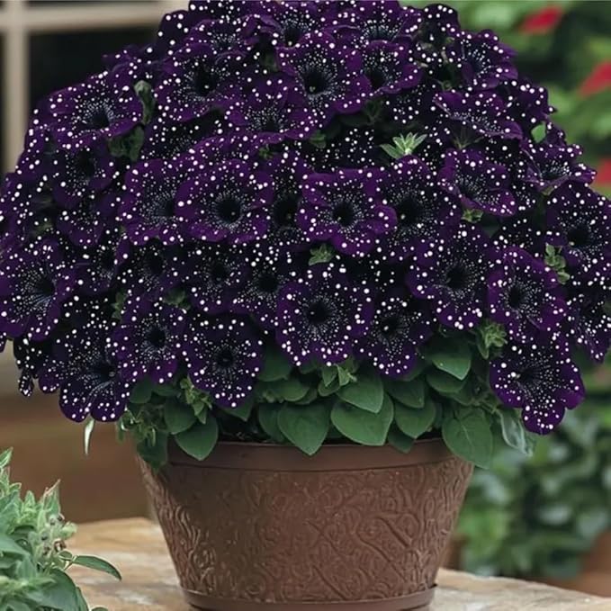 247+ Rare Perennial Petunia Seeds for Planting,Dwarf Wave Petunia Flowers Seeds to Plant Garden Hanging Baskets Flower Vine, High Germination Rate in Home Gardens