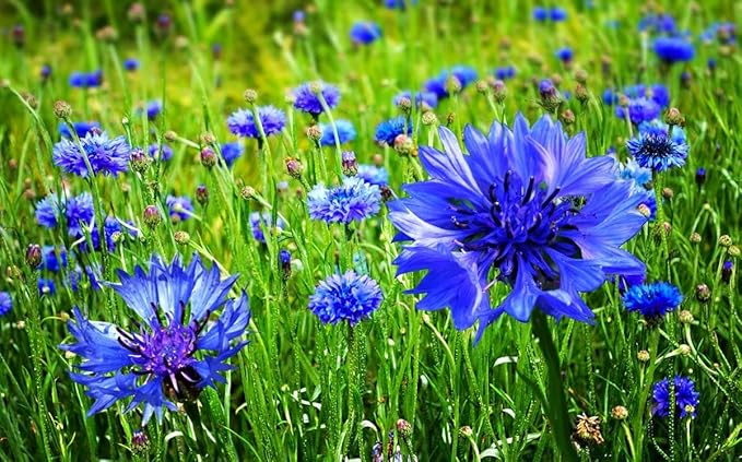 Seeds Blue Cornflower 200+ Seeds for Planting Bachelor’s Buttons Annual Flower Non-GMO