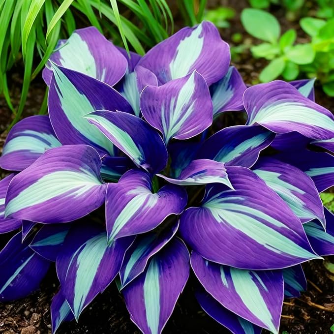 Hosta Seeds for Planting - 200+ Shade Loving Perennial Seeds, Fragrant Blooms, Cold Hardy & Low Maintenance, Perfect for Containers, Borders, and Woodland Gardens